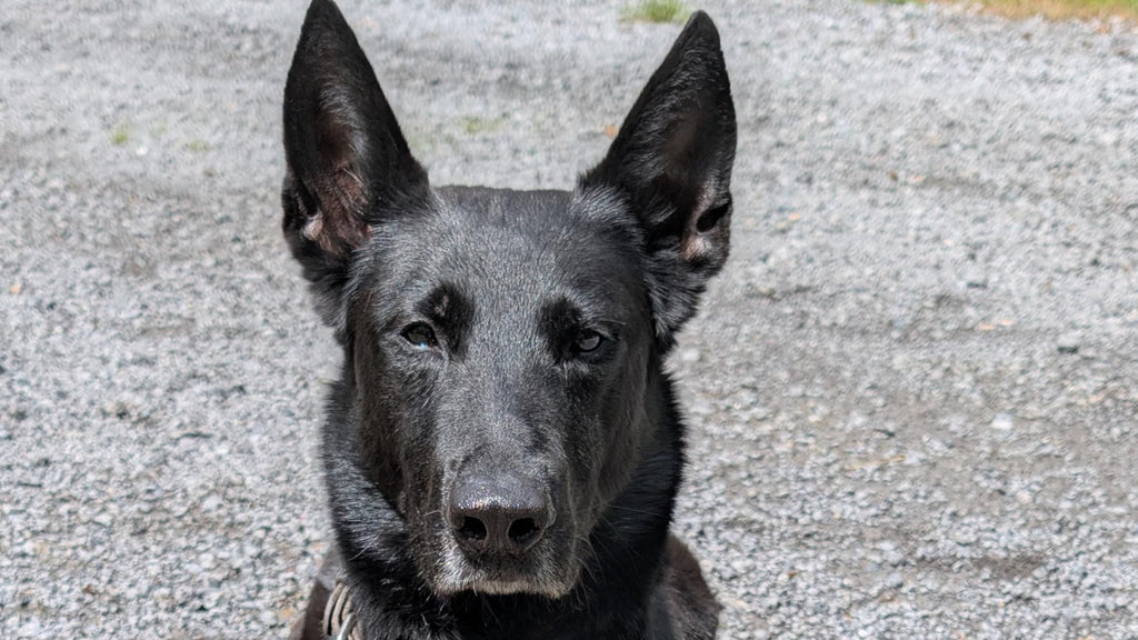 K9 Nose Work Magnetic Scent Tubes