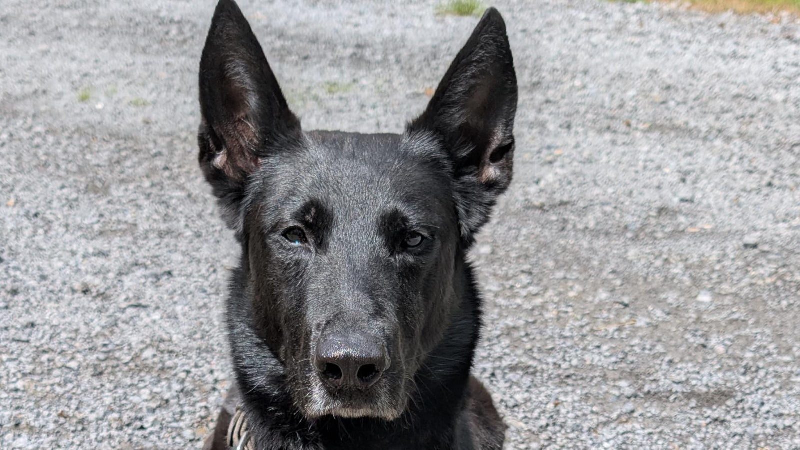 K9 Nose Work Magnetic Scent Tubes