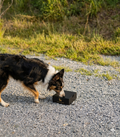 Short K9 Nosework Box – 3D Printed PCTG